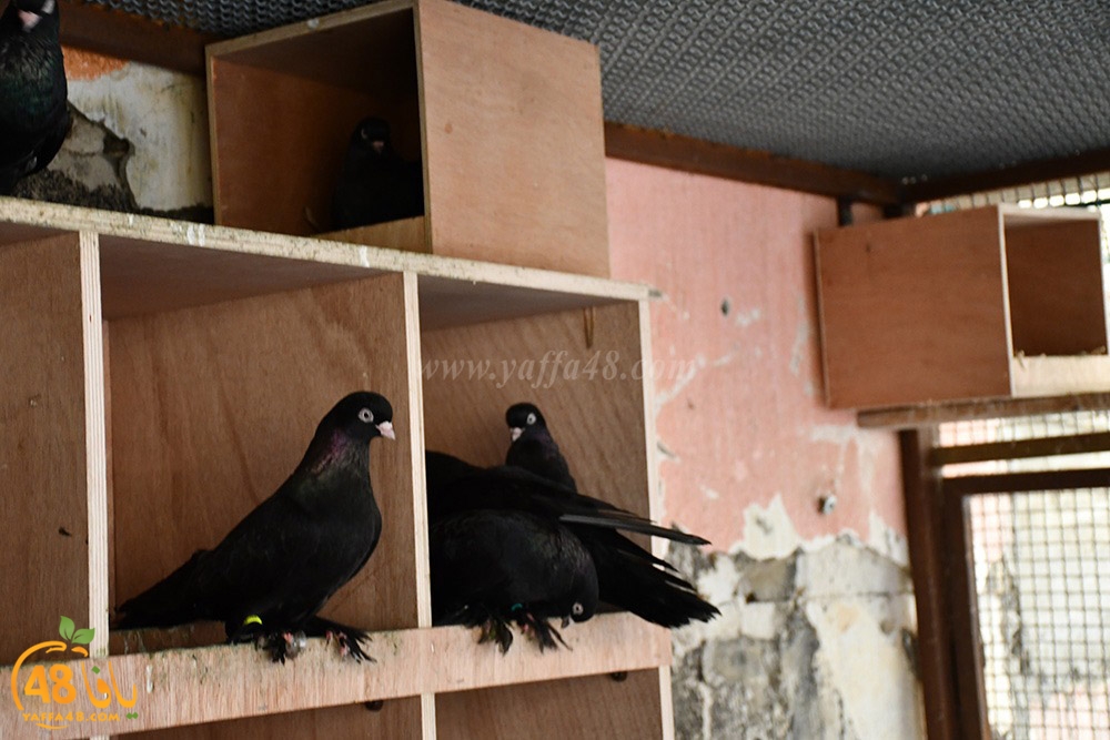 zohdi 3ashoor (94).jpeg